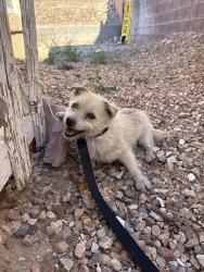Found/Stray Female Dog last seen Lake Mead and Hollywood , Las Vegas, NV 89030