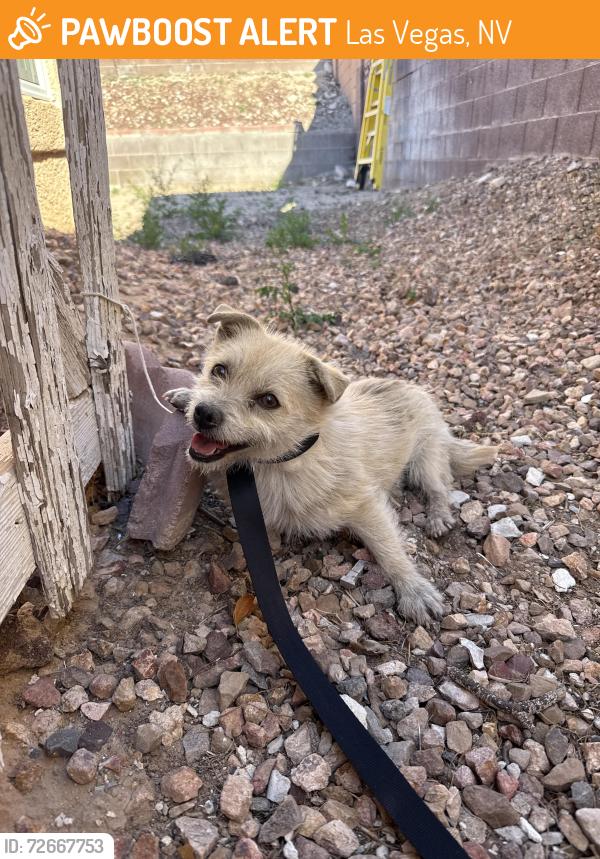 Found/Stray Female Dog last seen Lake Mead and Hollywood , Las Vegas, NV 89030