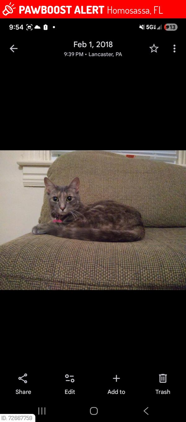 Lost Female Cat last seen Near jessica ct homosassa florida , Homosassa, FL 34446