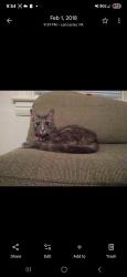 Lost Female Cat last seen Near jessica ct homosassa florida , Homosassa, FL 34446