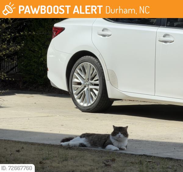 Found/Stray Unknown Cat last seen Scott King Rd and Herndon , Durham, NC 27713