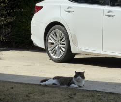 Found/Stray Unknown Cat last seen Scott King Rd and Herndon , Durham, NC 27713