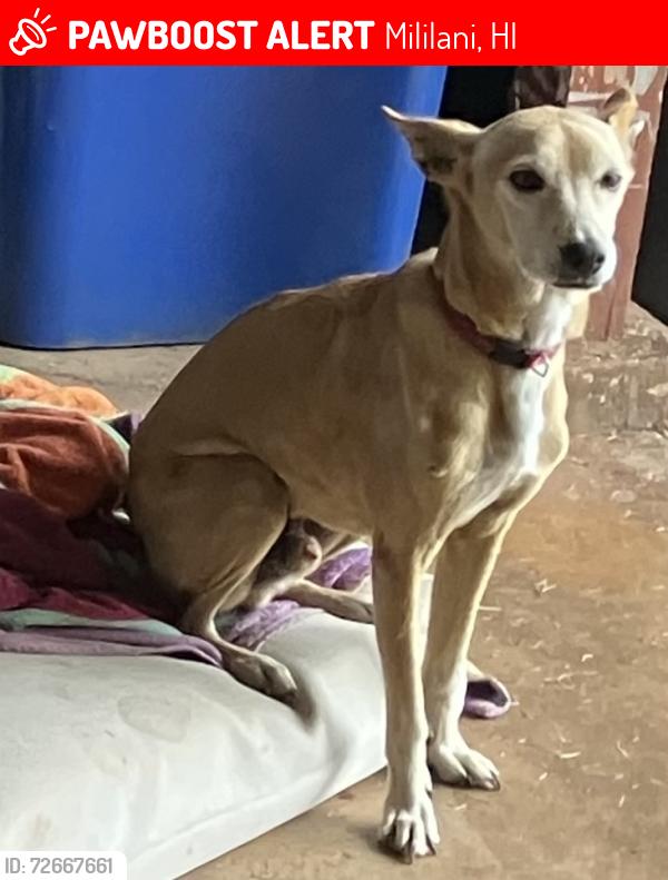 Lost Male Dog last seen waimoku place, Mililani, HI 96789
