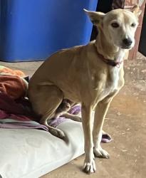 Lost Male Dog last seen waimoku place, Mililani, HI 96789