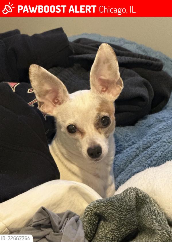 Lost Female Dog last seen Christiana north lawndale , Chicago, IL 60623