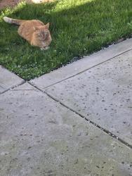 Found/Stray Unknown Cat last seen Ila and Minarets 93711, Fresno, CA 93711