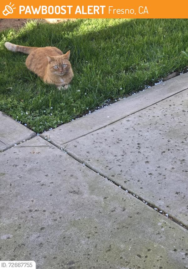 Found/Stray Unknown Cat last seen Ila and Minarets 93711, Fresno, CA 93711