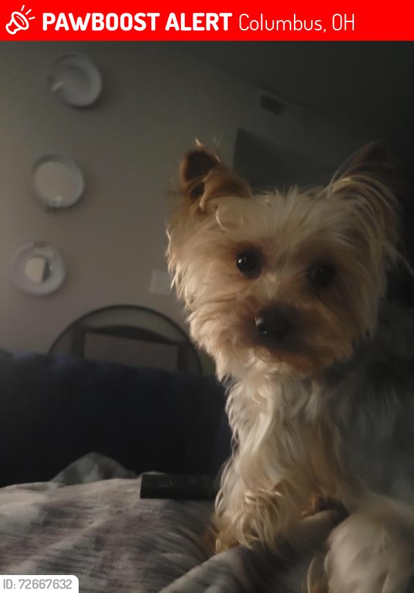 Lost Male Dog last seen Warner Rd/UlryRd./ N. Hamilton, Columbus, OH 43081