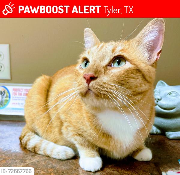 Lost Male Cat last seen Fm 2661 and 64 close to airport , Tyler, TX 75704