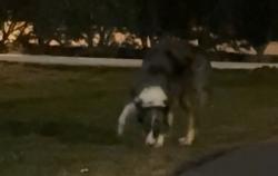 Found/Stray Unknown Dog last seen Near Warburton Ave Yonkers, NY, Yonkers, NY 10701