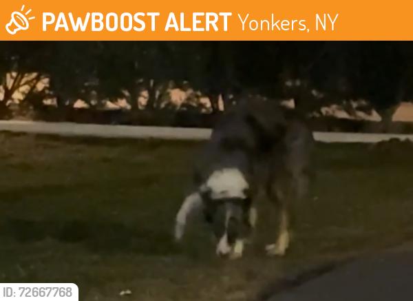 Found/Stray Unknown Dog last seen Near Warburton Ave Yonkers, NY, Yonkers, NY 10701