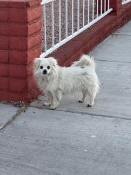 Found/Stray Unknown Dog last seen San rafael and fare fax, Las Vegas, NV 89121