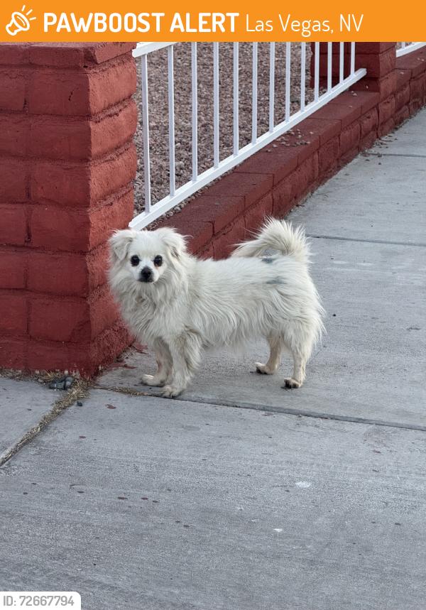 Found/Stray Unknown Dog last seen San rafael and fare fax, Las Vegas, NV 89121