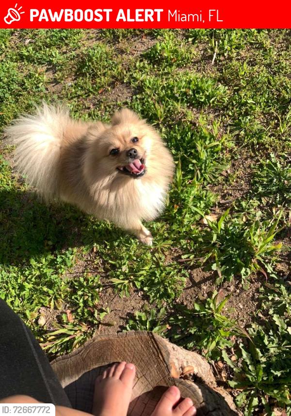 Lost Male Dog last seen 1585nw 103rd St, Miami, FL 33147