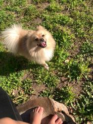 Lost Male Dog last seen 1585nw 103rd St, Miami, FL 33147