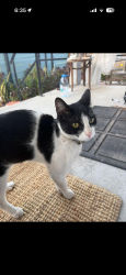 Found/Stray Female Cat last seen Pomona st , Los Angeles, CA 90031