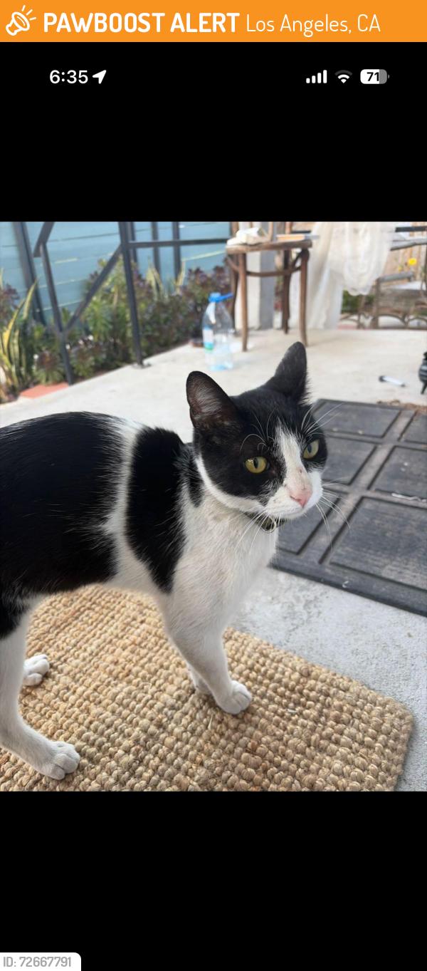 Found/Stray Female Cat last seen Pomona st , Los Angeles, CA 90031
