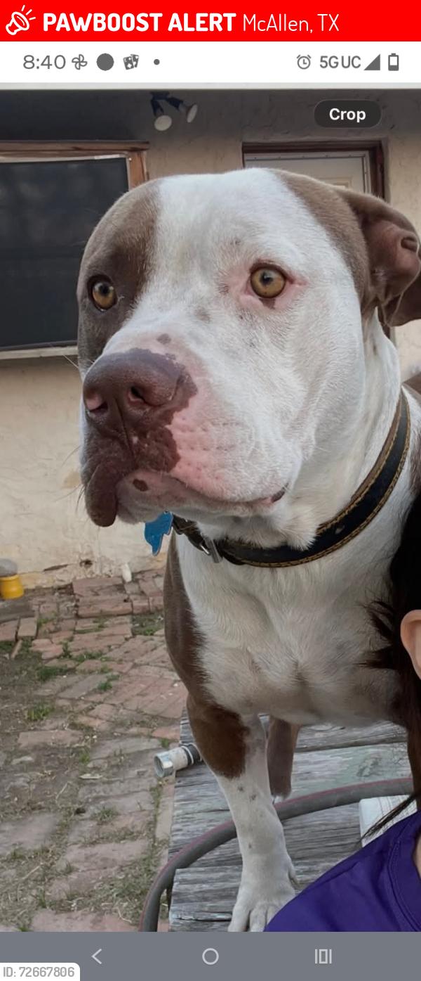 Lost Male Dog last seen North bentsen Rd , McAllen, TX 78501