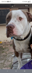 Lost Male Dog last seen North bentsen Rd , McAllen, TX 78501