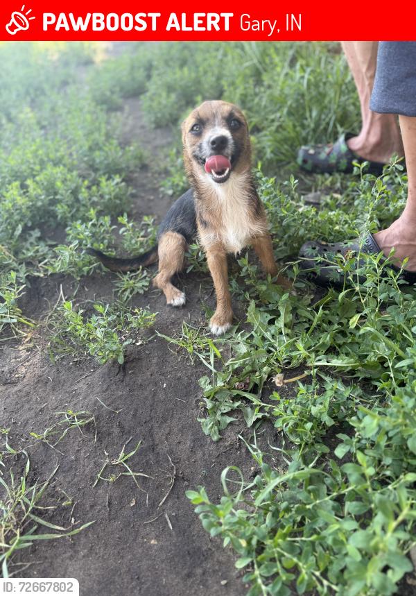 Lost Female Dog last seen 21st and Lincoln st , Gary, IN 46407
