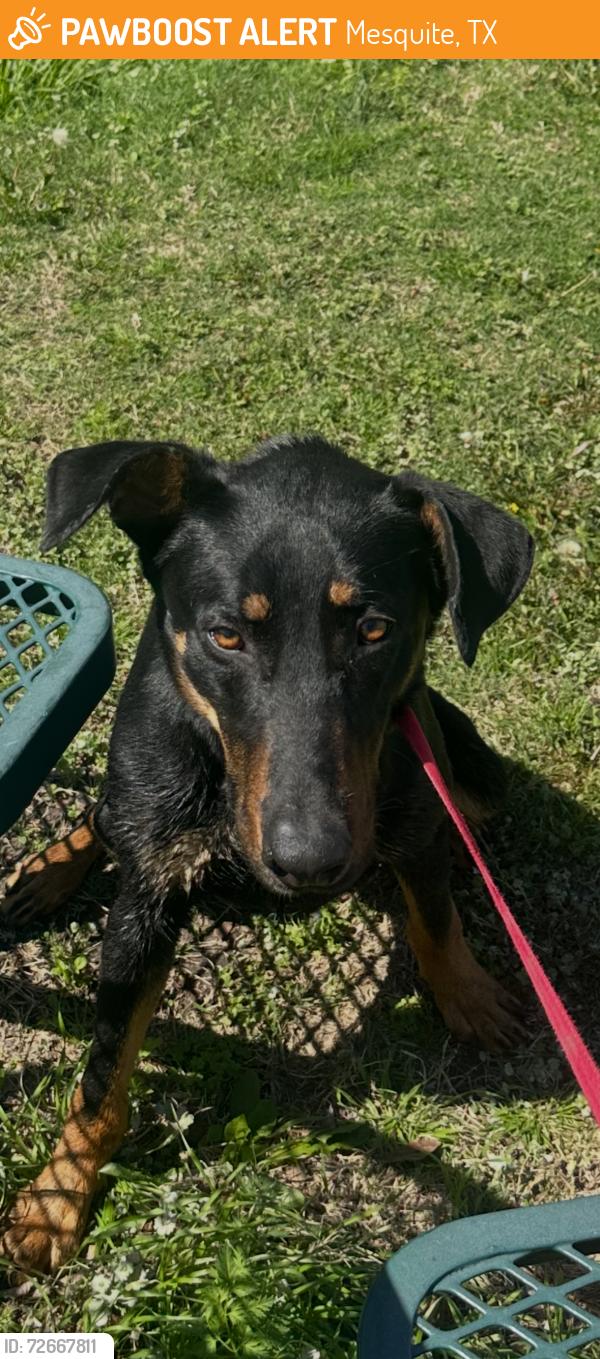 Found/Stray Male Dog last seen By kroger and walgreens, Mesquite, TX 75149