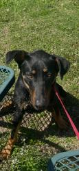 Found/Stray Male Dog last seen By kroger and walgreens, Mesquite, TX 75149