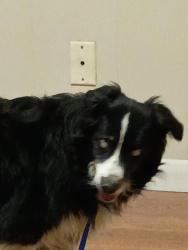 Found/Stray Unknown Dog last seen Jonathan St, Dothan, AL 36301