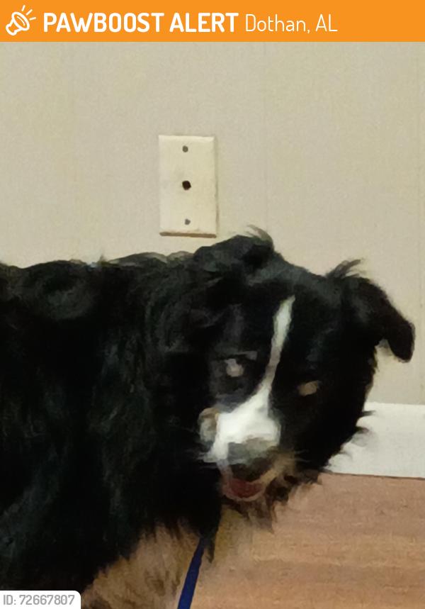 Found/Stray Unknown Dog last seen Jonathan St, Dothan, AL 36301