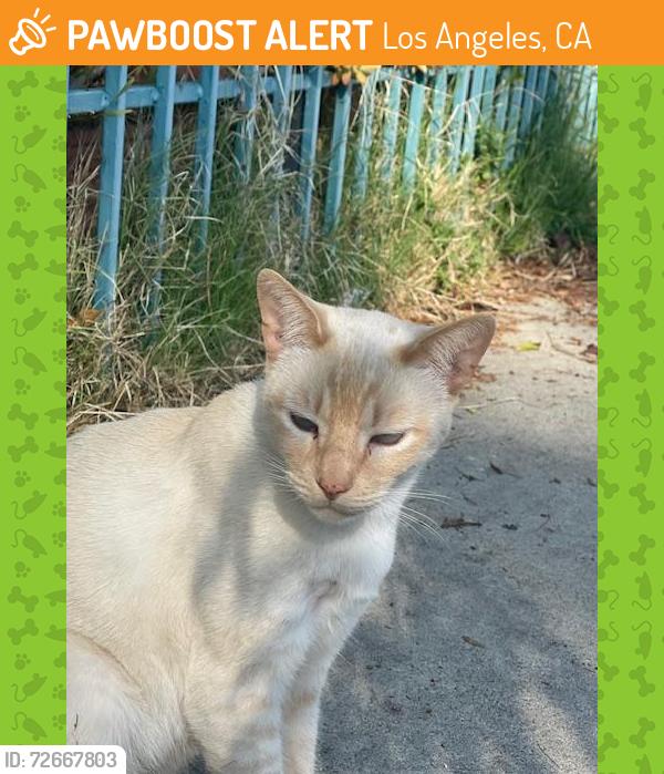 Found/Stray Male Cat last seen Gower, Los Angeles, CA 90038