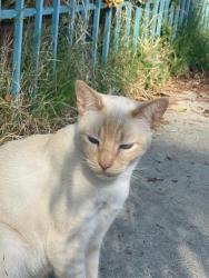 Found/Stray Male Cat last seen Gower, Los Angeles, CA 90038