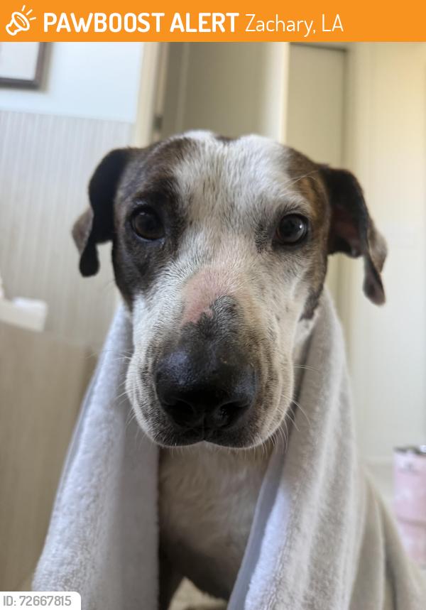 Found/Stray Male Dog last seen Cordoba Dr, Zachary, LA 70791