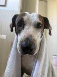 Found/Stray Male Dog last seen Cordoba Dr, Zachary, LA 70791