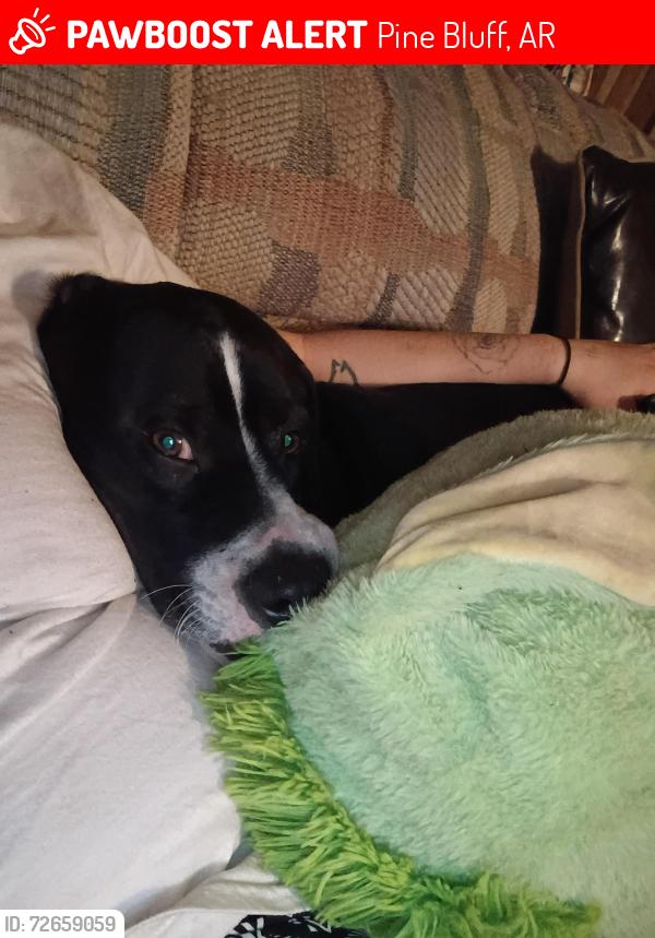 Lost Male Dog last seen Olive, Pine Bluff, AR 71601