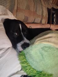 Lost Male Dog last seen Olive, Pine Bluff, AR 71601