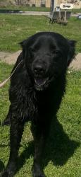 Found/Stray Male Dog last seen By kroger and walgreens, Mesquite, TX 75149