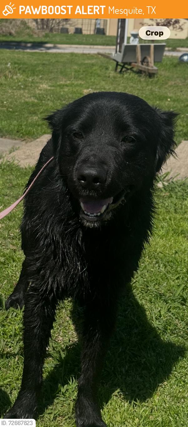 Found/Stray Male Dog last seen By kroger and walgreens, Mesquite, TX 75149
