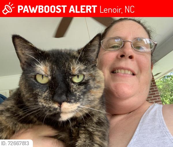 Lost Female Cat last seen Near Echo Drive Lenoir NC 28645, Lenoir, NC 28645