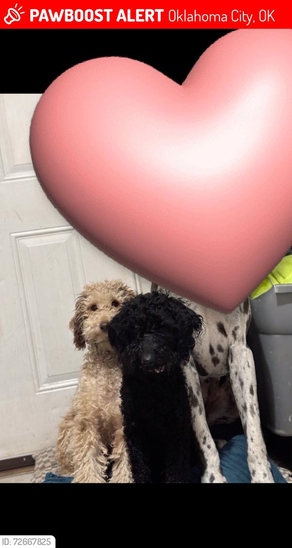 Lost Female Dog last seen Rancho dr & Johnston dr, Oklahoma City, OK 73119