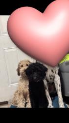 Lost Female Dog last seen Rancho dr & Johnston dr, Oklahoma City, OK 73119