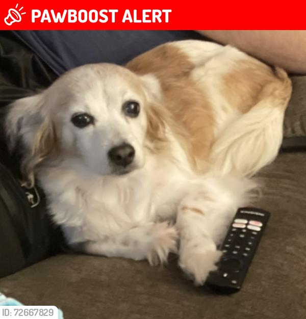 Lost Female Dog last seen Sandy Springs Rd. Jackson LA, East Baton Rouge Parish, LA 70748