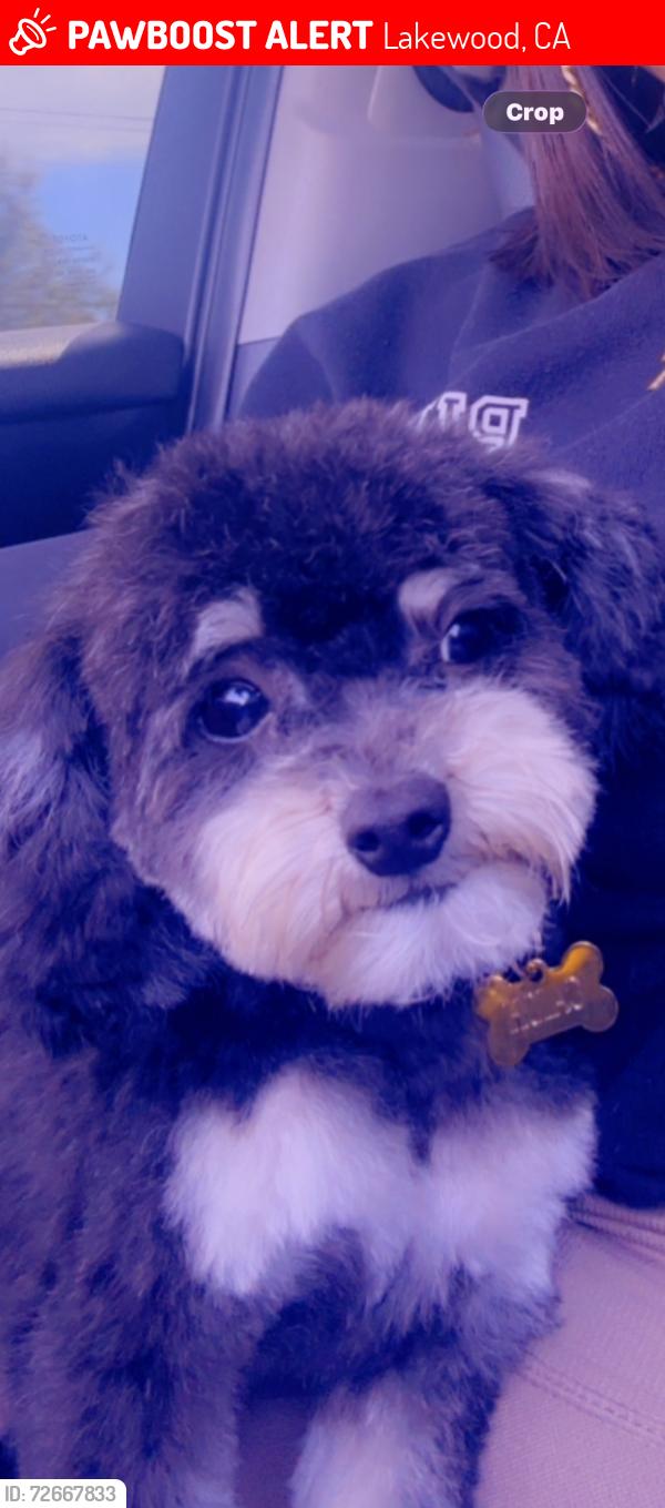 Lost Male Dog last seen Paramount Blvd & Candlewood , Lakewood, CA 90712