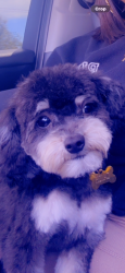 Lost Male Dog last seen Paramount Blvd & Candlewood , Lakewood, CA 90712