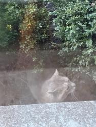 Found/Stray Unknown Cat last seen Addington & Fox Hollow Dr, Langhorne, PA 19053