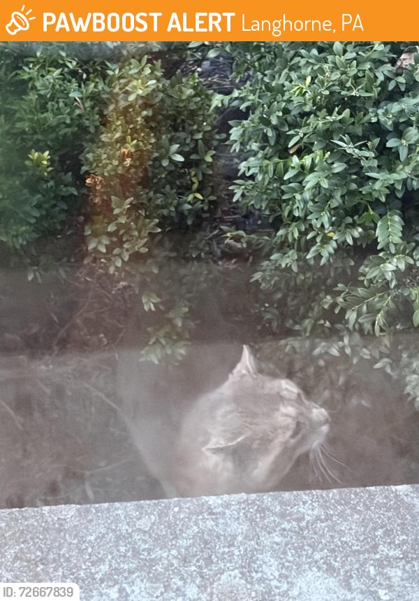 Found/Stray Unknown Cat last seen Addington & Fox Hollow Dr, Langhorne, PA 19053