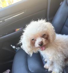 Lost Female Dog last seen Figueroa and 69th st, Los Angeles, CA 90044