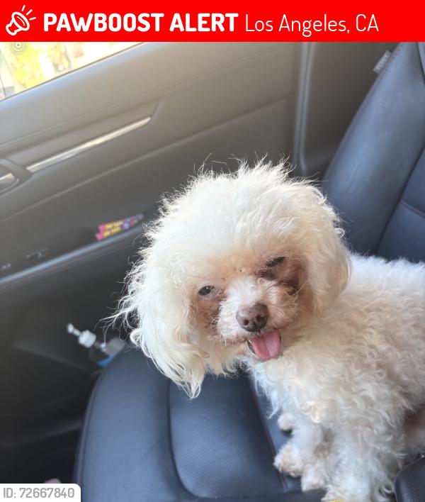Lost Female Dog last seen Figueroa and 69th st, Los Angeles, CA 90044