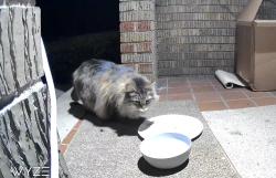 Found/Stray Unknown Cat last seen Oakwood ave, Beloit, WI 53511