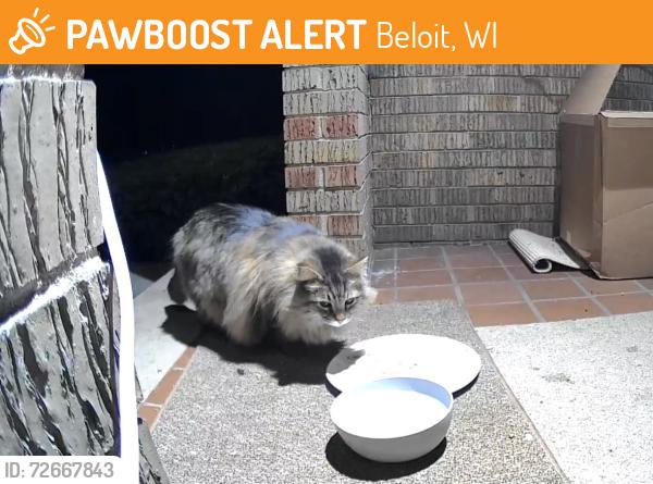 Found/Stray Unknown Cat last seen Oakwood ave, Beloit, WI 53511