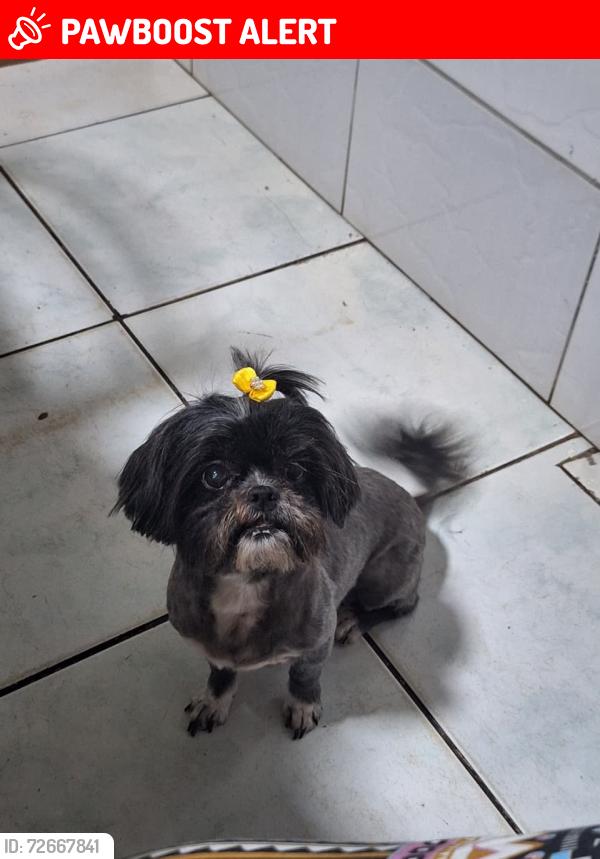Lost Female Dog last seen Avenida Abelio Benatti , Jardim Shangri-Lá A, PR 86071-000