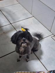 Lost Female Dog last seen Avenida Abelio Benatti , Jardim Shangri-Lá A, PR 86071-000